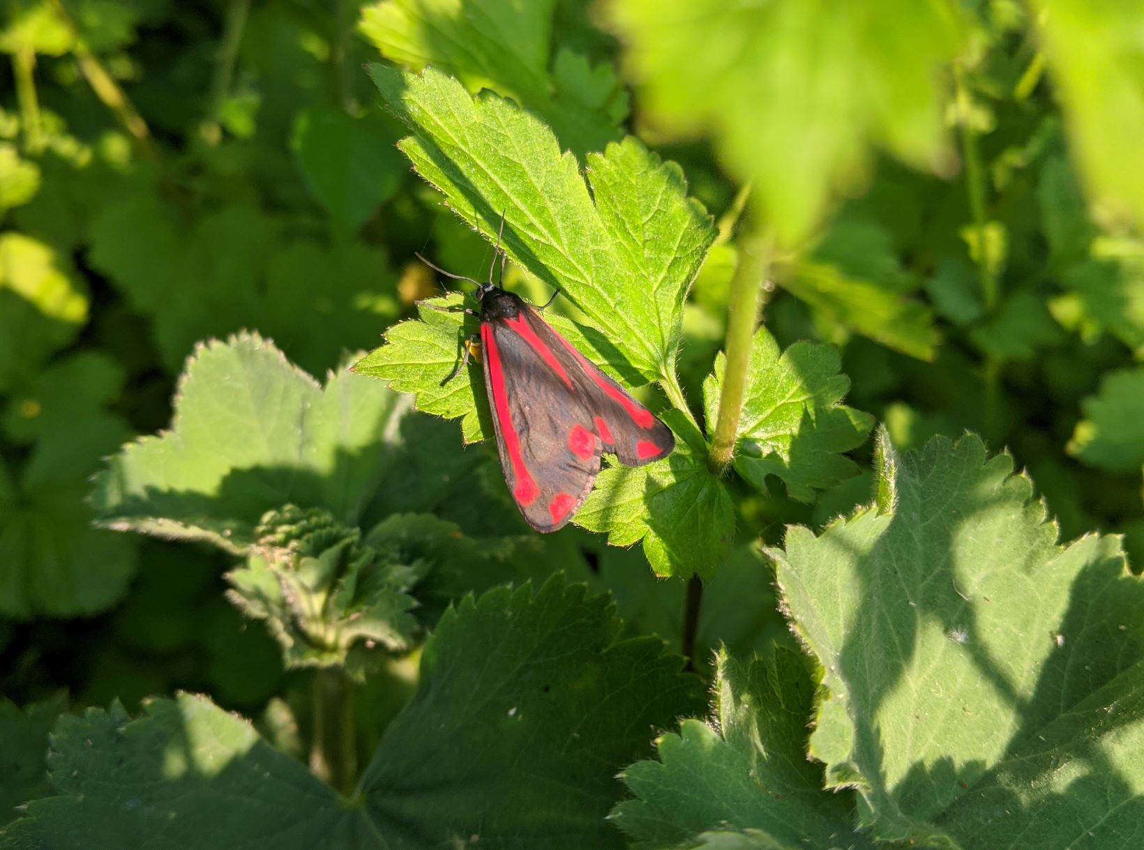 Cinnabar moth in Hankelow, May 2020